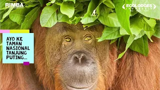 Rimba Orangutan Ecolodge - Siap Menyambut Anda (New Normal)