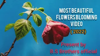 Time-Lapse: Watch Flowers Bloom Before Your Eyes|Short Film Showcase present(B.S Brothers Official )