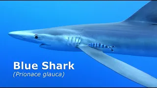 Blue Shark - Azores, Portugal