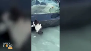 Dubai | Police rescue cat clinging to car door in Dubai flooding | News9 #dubairain