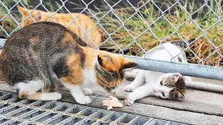 A scrawny mother cat carrying bits for her kittens