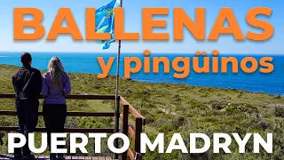 Ver ballenas en Puerto Pirámides 🐳🐳 | Puerto Madryn 2021