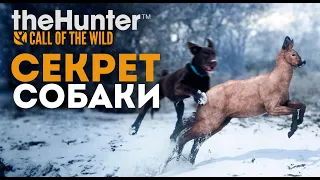 theHunter Call of the Wild - СКРЫТАЯ МЕХАНИКА 🤯 - Лабрадор - Я В ШОКЕ!