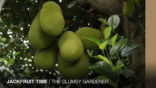 Jackfruit trees in a Hong Kong village | THE CLUMSY GARDENER
