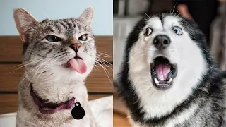 Funny Animals 😂 - Try Not To Laugh 😺😍 #21