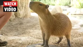 Baby capybaras named after Encanto characters learn impressive tricks