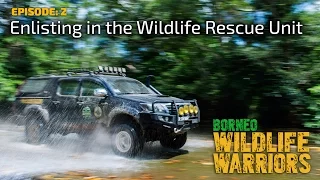 Enlisting in the Wildlife Rescue Unit [4K] | Borneo Wildlife Warriors (S01E02) | SZtv