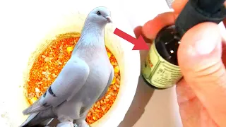 Без этого бесполезно давать КАЛЬЦИЙ голубям!Without this, it is useless to give calcium to pigeons!