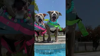 My dogs first time swimming 🥰 #doglover #swimming #dogsswimming #shortsfeed #funnyshorts