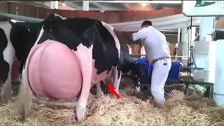 Farmář Zvolal Úžasem, Když Jeho Kráva Přivedla na Svět Tohle!