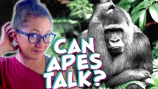 The Bizarre Truth About Ape Sign Language