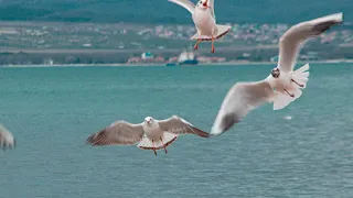 Море. Чайки. Звуки природы. Sea. Seagulls. Sounds of nature.