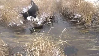 Знакомство с тайгой. Щенок аборигенной лайки.