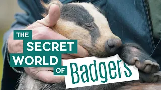 The Secret World of Badgers | Wytham Woods