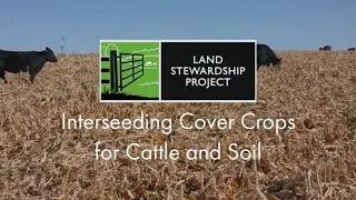 Interseeding Cover Crops for Cattle and Soil