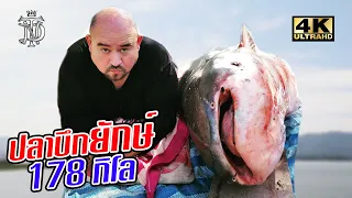 ปลาบึกยักษ์ 178 กิโล | Mekong Giant Catfish 178 KG.
