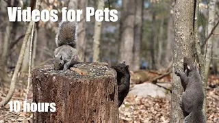 Saturday Morning Cartoons for Pets - 10 Hour Forest Friends Edition - Cat TV 🐱 - May 04, 2024