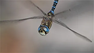 Libellen im Flug in Zeitlupe / Dragonflies in flight in slow motion