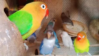 Larkana setup Smart And Funny Parrots Parrot Talking Videos Compilation (2024) - Cute Birds #video