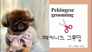 [Pekingese grooming] 페키니즈 미용