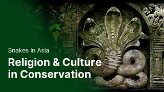 Snakes in Asia - The Role of Religion & Culture in Conservation [Ecochat]