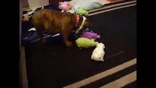 Hammy the Bulldog loves his pigs