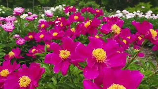 Scenes from a Peony Garden Stroll at Nichols Arboretum