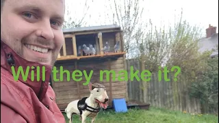 First young bird training session; racing pigeons uk