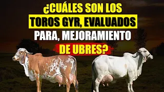 ¿CUÁLES SON, LOS TOROS GYR EVALUADOS PARA MEJORAMIENTO DE UBRES?