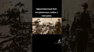 Единственный бой пограничных собак с немцами.