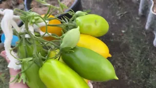 Простые агроприемы по ускорению созревания томатов. Обзор новинок, часть вторая