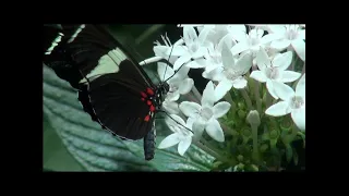 Longwinged butterflies (heliconiid) 2021