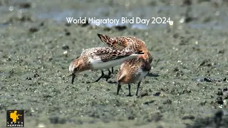 World Migratory Bird Day 2024