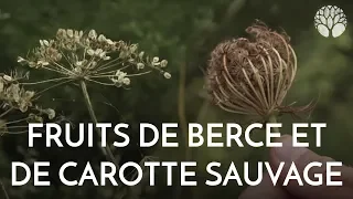 Fruits de berce et de carotte sauvage