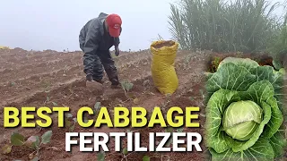 Best Cabbage Fertilizer | Growing Cabbage in the Philippines