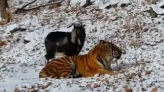 Goat Becomes Best Friends With Tiger Who Was Supposed to Eat It