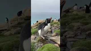 Thirsty 🐧 #penguin #thirsty #animals #thedodo #dodo #saveanimal #shorts