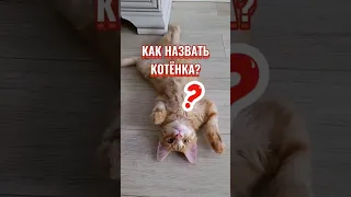 Как правильно назвать котёнка #котенок #имя #питомец #животные