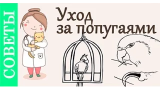 Уход за попугаями. Советы ветеринара.