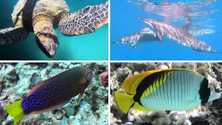 85 Species You'll See Diving in Hawaii!