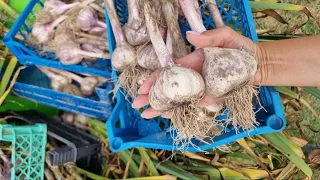 ЧТО-БЫ ГОЛОВКИ ЧЕСНОКА БЫЛИ КРУПНЫМИ НА СЛЕДУЮЩИЙ ГОД, ПРИМЕНЯЙТЕ ЭТИ ПРОСТЫЕ ХИТРОСТИ И ПРИЁМЫ.