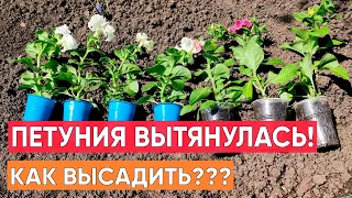 Петуния вытянулась! Как высаживать? Что сделать перед высадкой, чтобы вырастить пышную петунию