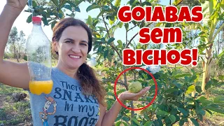 Goiabas sem bichos |Armadilha para mosca da fruta | bichinho da goiaba, Fazendo teste, dicas da Roça