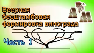 🍇 Веерная бесштамбовая формировка винограда (часть 1)