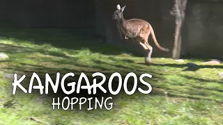 Kangaroos Hopping!