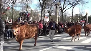 Desfile de Bois da Páscoa 2018 - Arcos de Valdevez