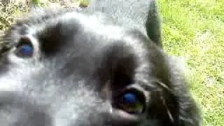 Puppy sniffs camera