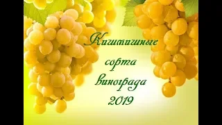 Кишмишные сорта винограда 2019