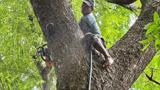 Cool... Cut down a tall tree on the bank of the river, Stihl ms 881.