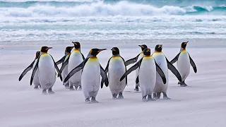 Как Передвигаются Пингвины и Почему у Них Походка Вразвалку?